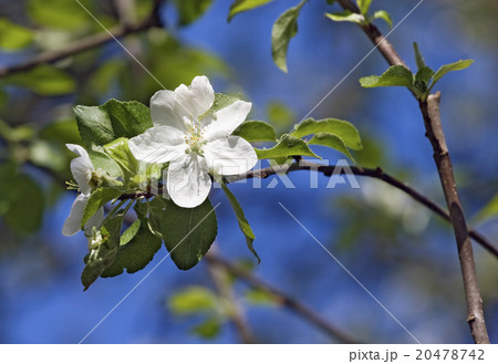 Flowering apple-tree 20478742