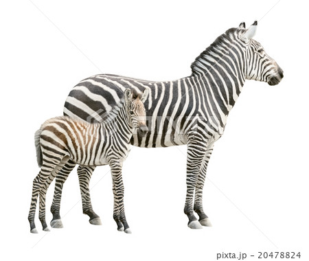 Zebra with foal cutout Zebra with foal cutout 20478824