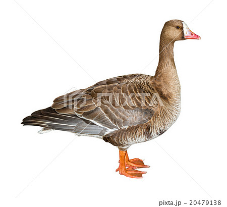 White-Fronted Goose Cutout 20479138