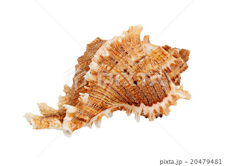 Seashell 20479481