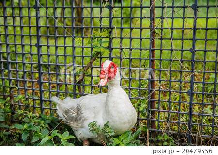 White Duck in garden 20479556