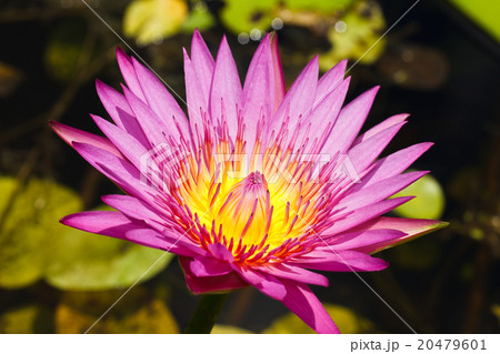 Purple lotus . 20479601