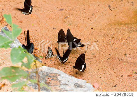Butterfly in pang sida national park thailand Butterfly in pang sida national park thailand 20479619