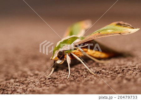 Moth in the nature 20479733
