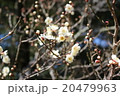 梅の花 20479963