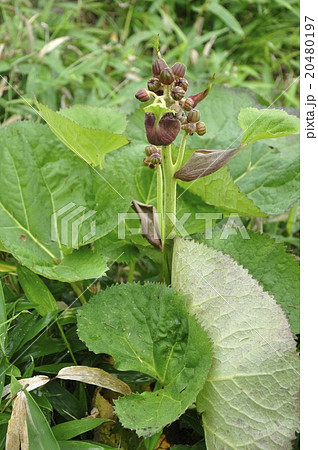 マルバダケブキの蕾 20480197