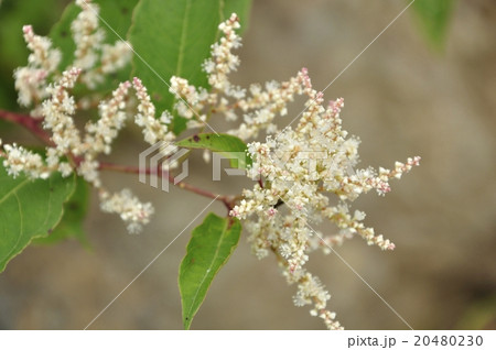 オンタデ オンタデ 20480230