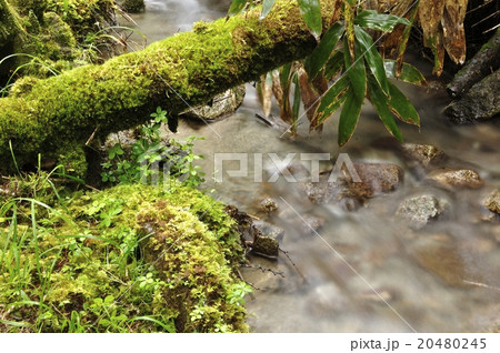 笠取山 一ノ瀬川の支流 20480245