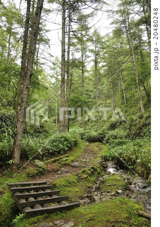 笠取山 源流のみちと水源 20480248