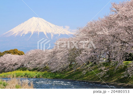 富士山と満開の桜風景 富士山と満開の桜風景 20480353