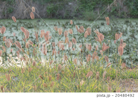 blur and bokeh light of the sunrise and nature blur and bokeh light of the sunrise and nature 20480492