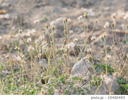 blur and bokeh light of the sunrise and nature blur and bokeh light of the sunrise and nature 20480493