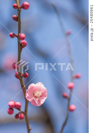 紅梅#0001 20480661