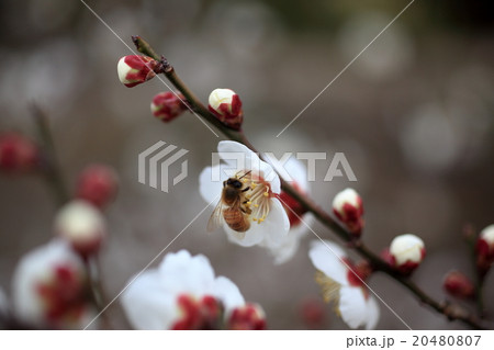 梅の花とミツバチ 20480807