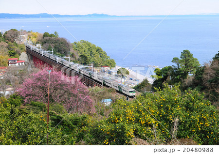 緋寒桜が咲くみかん山から根府川橋梁を渡る東海道線の特急踊り子号を俯瞰する 20480988