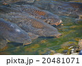 鯉 20481071