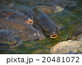 鯉 20481072