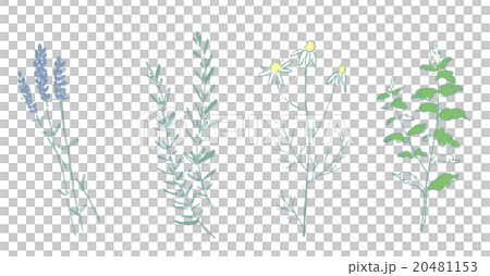 Four herbs Four herbs 20481153