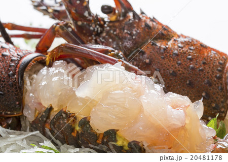 伊勢海老のお刺身 20481178