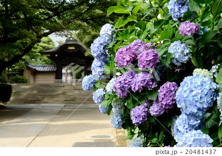 円覚寺の紫陽花の写真素材