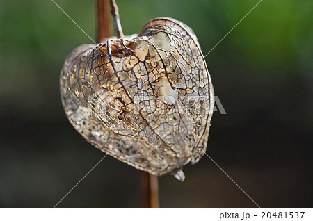 網目状になったホオズキ 20481537