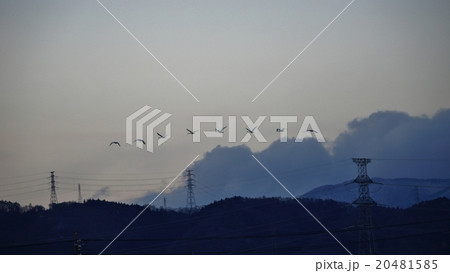 ねぐらへ帰るコハクチョウ 20481585