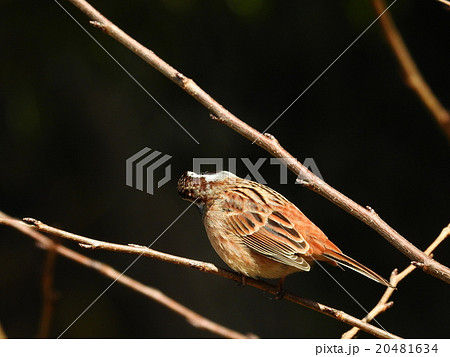 ホオジロ 20481634