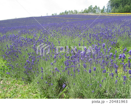 ラベンダーが咲く夏の彩香の里（彩香の丘 佐々木ファーム） 20481963