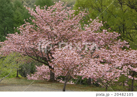 春の印象 八重桜 春の印象 八重桜 20482105