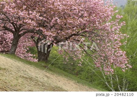 春の印象　八重桜 20482110