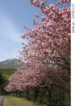 春の印象 八重桜 春の印象 八重桜 20482125