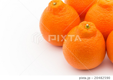 タンジェロ(品種:ミネオラ): Tangelo (cv. Minneola) タンジェロ(品種:ミネオラ): Tangelo (cv. Minneola) 20482590