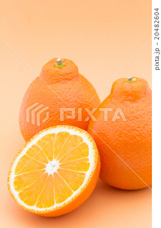 タンジェロ(品種:ミネオラ): Tangelo (cv. Minneola) タンジェロ(品種:ミネオラ): Tangelo (cv. Minneola) 20482604