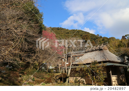 薩摩紅梅の風景写真 薩摩紅梅の風景写真 20482897