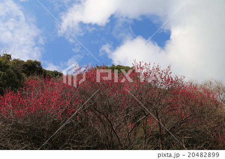 薩摩紅梅の風景写真 薩摩紅梅の風景写真 20482899