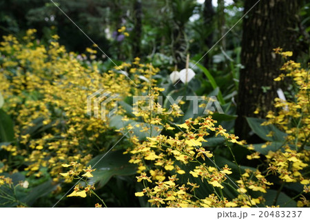 ナショナルオーキッドガーデン 欄 1 ナショナルオーキッドガーデン 欄 1 20483237