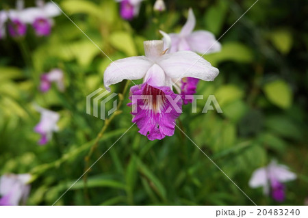 ナショナルオーキッドガーデン　欄　4 20483240