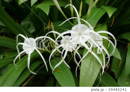 ナショナルオーキッドガーデン 欄 5 ナショナルオーキッドガーデン 欄 5 20483241