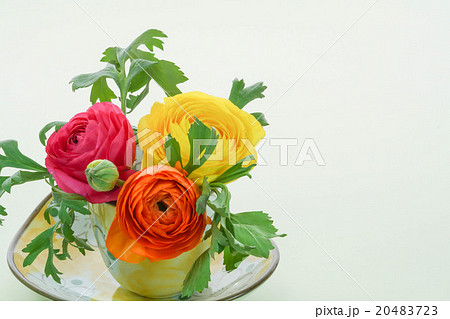 ラナンキュラス 20483723