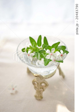 白いニチニチソウ 20483790