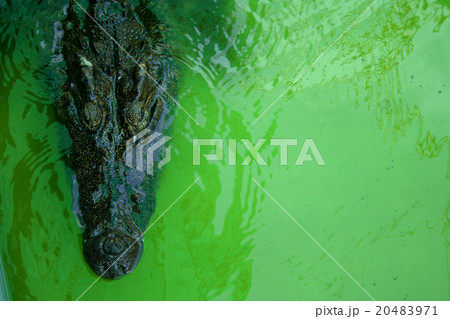 Floating Crocodiles Floating Crocodiles 20483971