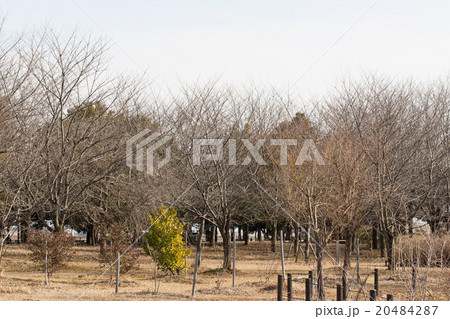 冬の公園 20484287
