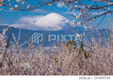 梅林からの富士山 梅林からの富士山 20484526