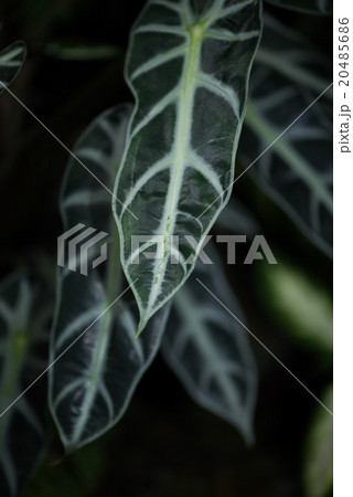 アロカシア 20485686