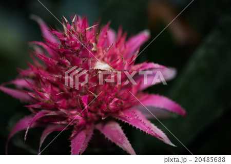 エクメア1 20485688