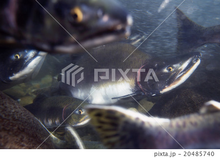 カラフトマス遡上 20485740