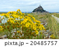 黄色い花とモンサンミッシェル 黄色い花とモンサンミッシェル 20485757
