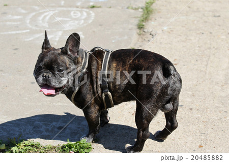 Dog breed French bulldog 20485882