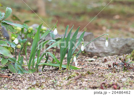 スノードロップの花 20486462