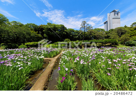 小石川後楽園の花菖蒲 小石川後楽園の花菖蒲 20486472